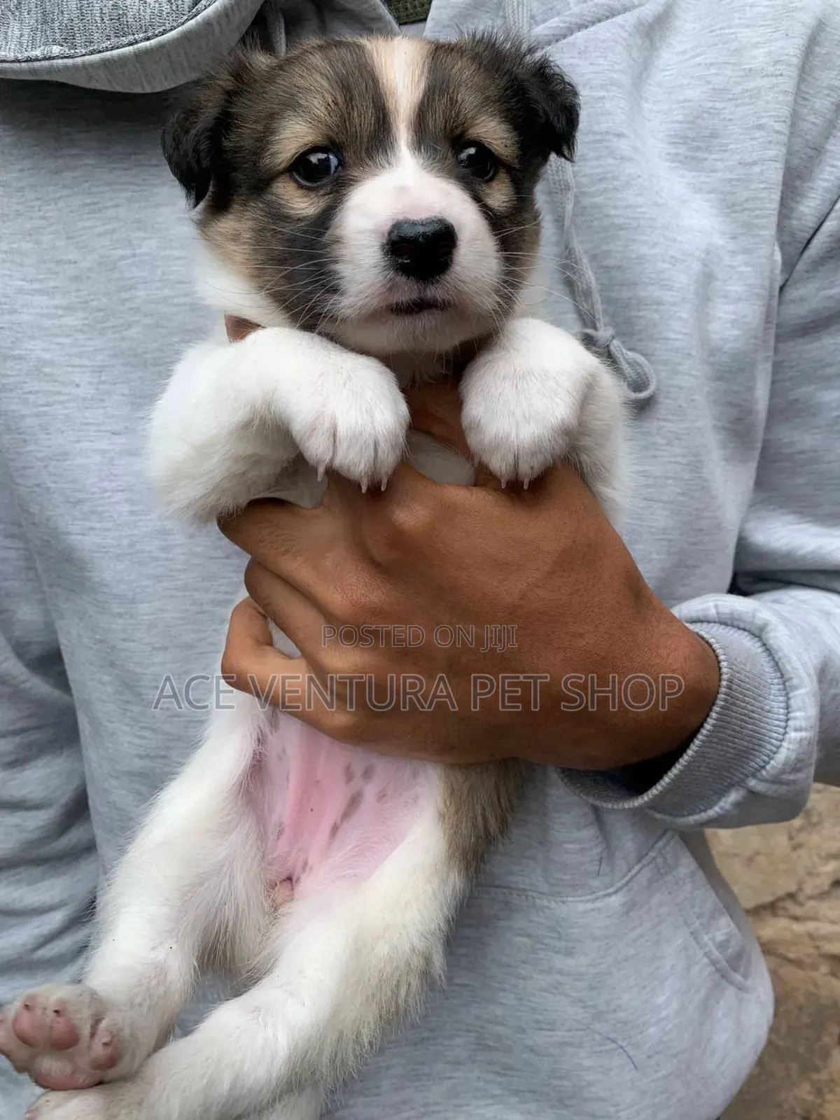 1-3 months Male Purebred Siberian Husky