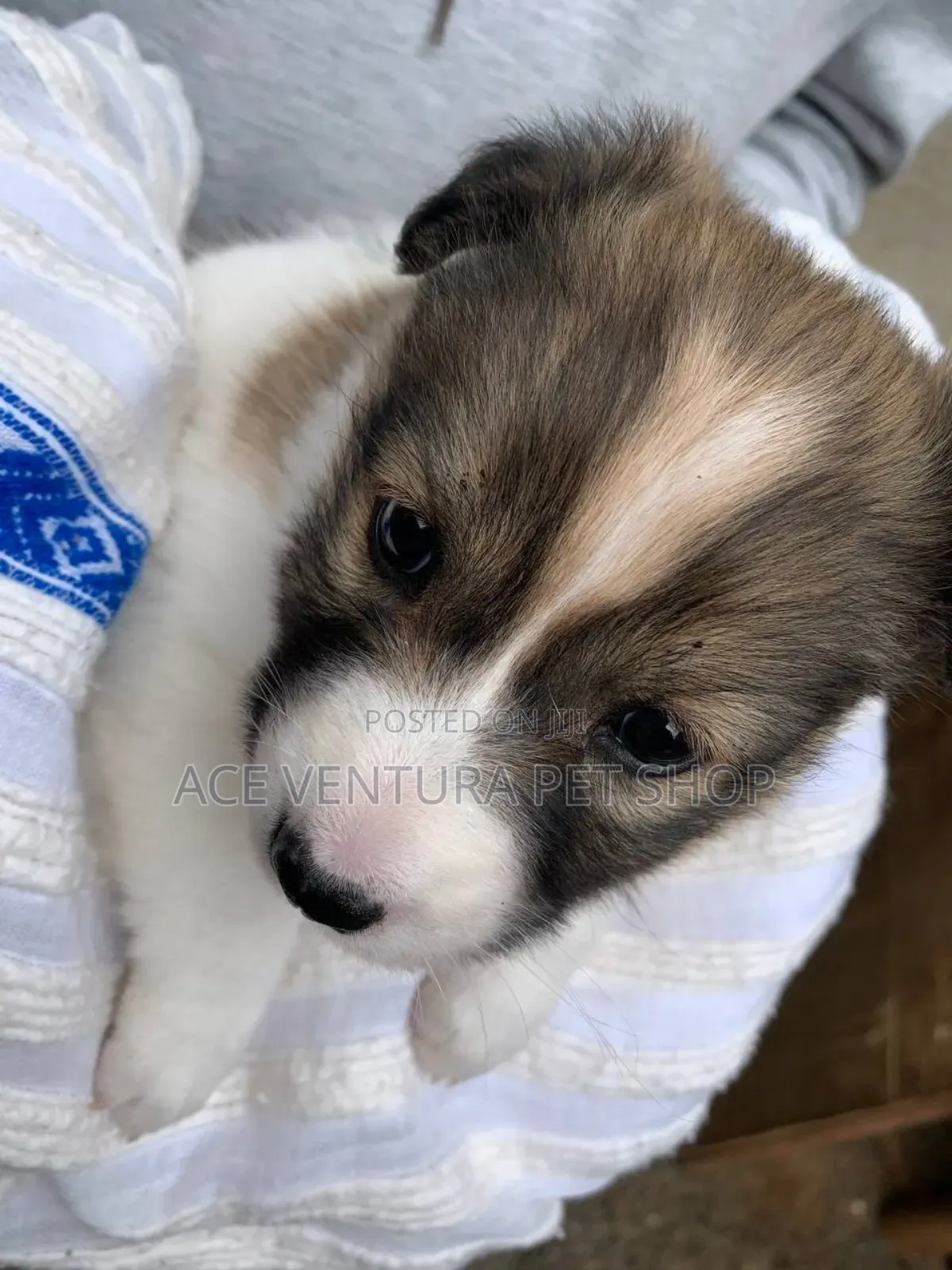 1-3 months Male Purebred Siberian Husky