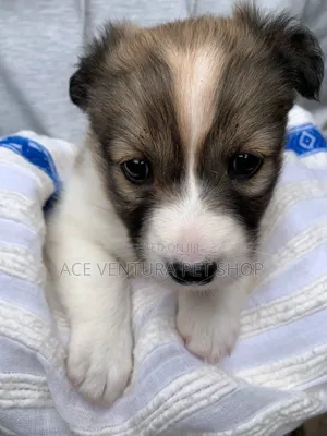 Photo - 1-3 months Male Purebred Siberian Husky