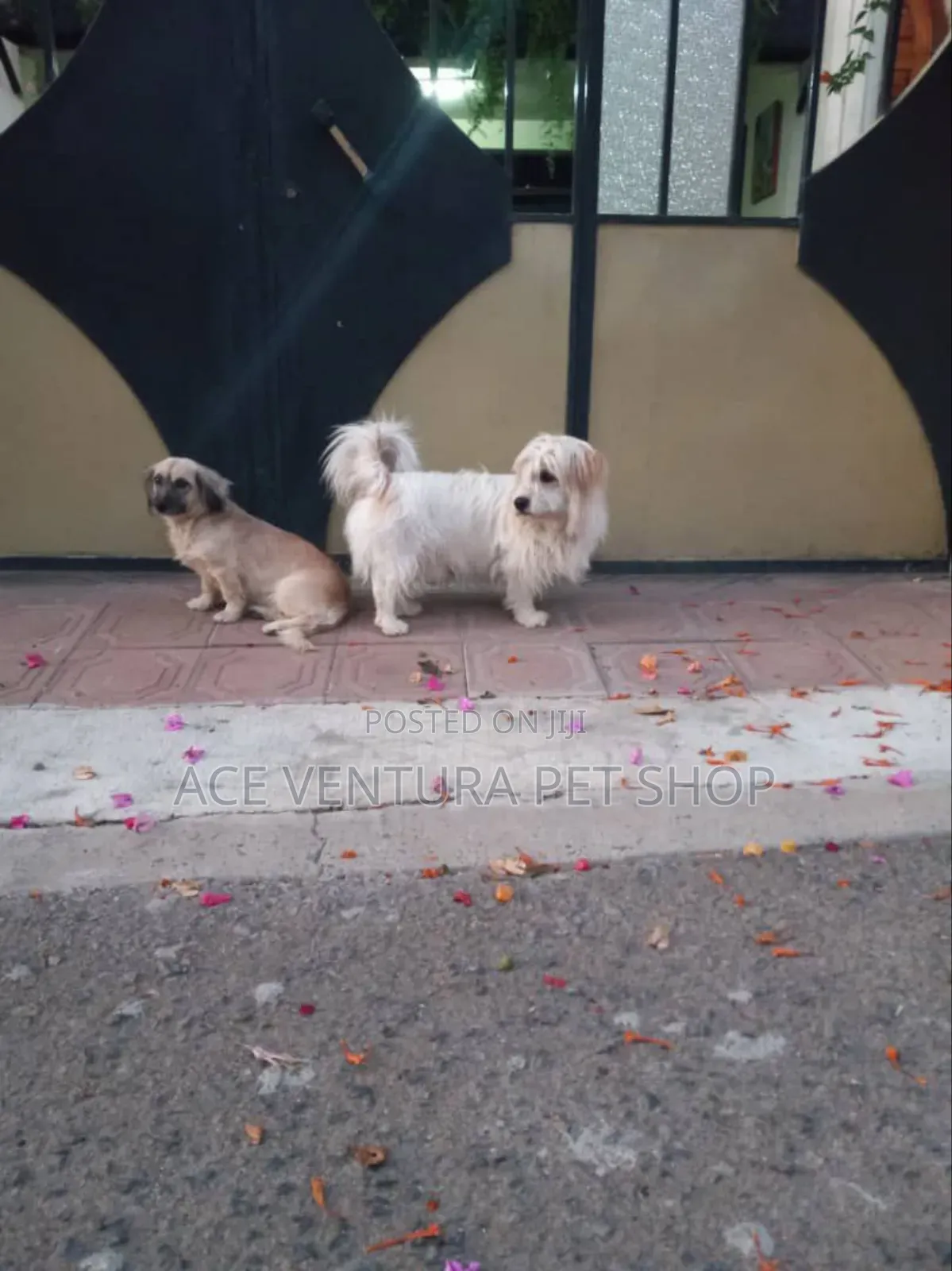 1-3 months Male Purebred Maltese