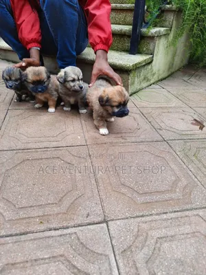 1-3 months Male Purebred Maltese