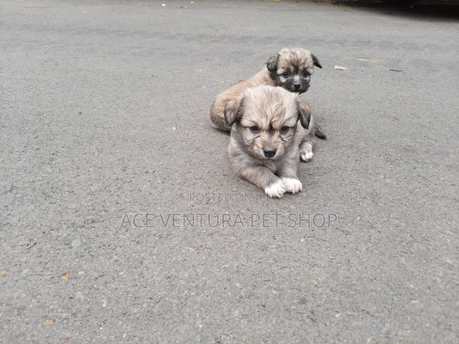 1-3 months Male Purebred Maltese