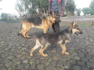 Photo - 1-3 months Male Purebred German Shepherd