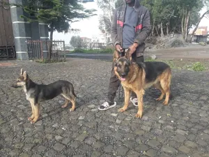 1-3 months Male Purebred German Shepherd