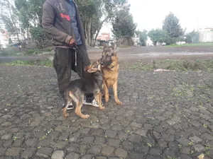 1-3 months Male Purebred German Shepherd