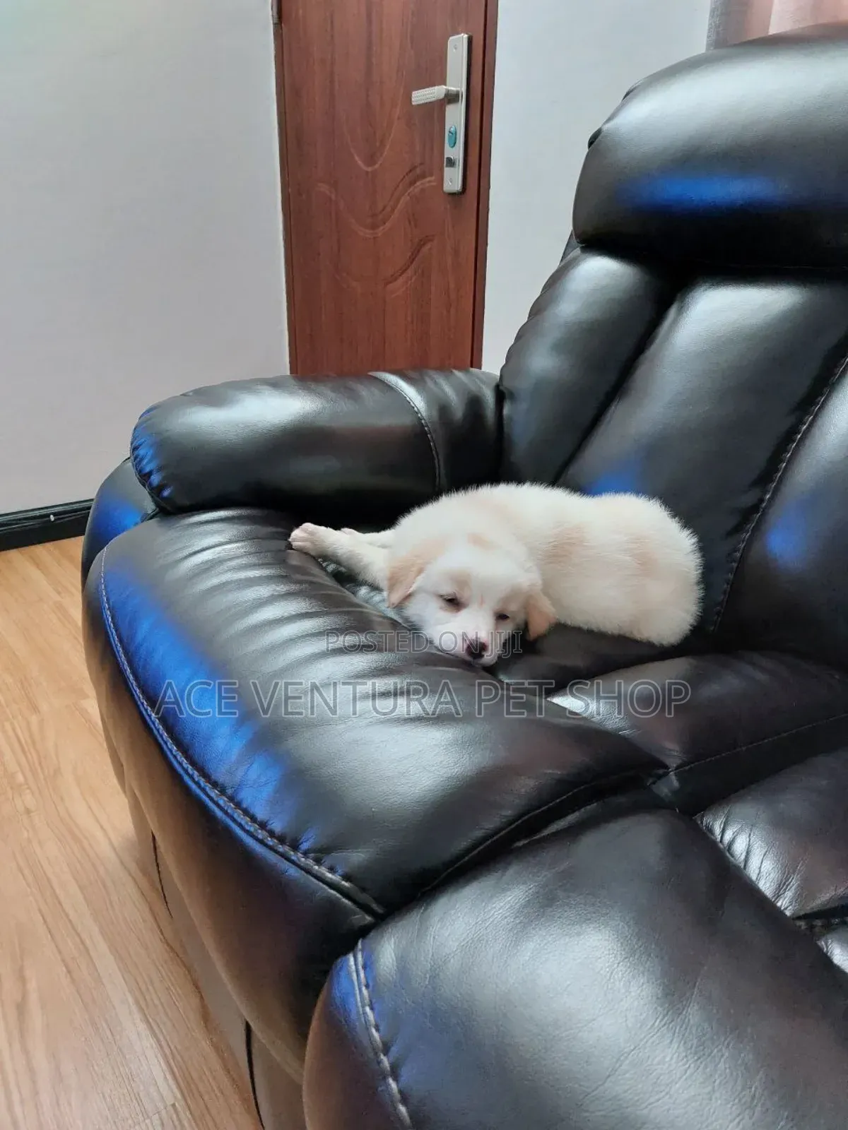 1-3 months Male Purebred Siberian Husky