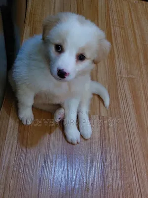 1-3 months Male Purebred Siberian Husky