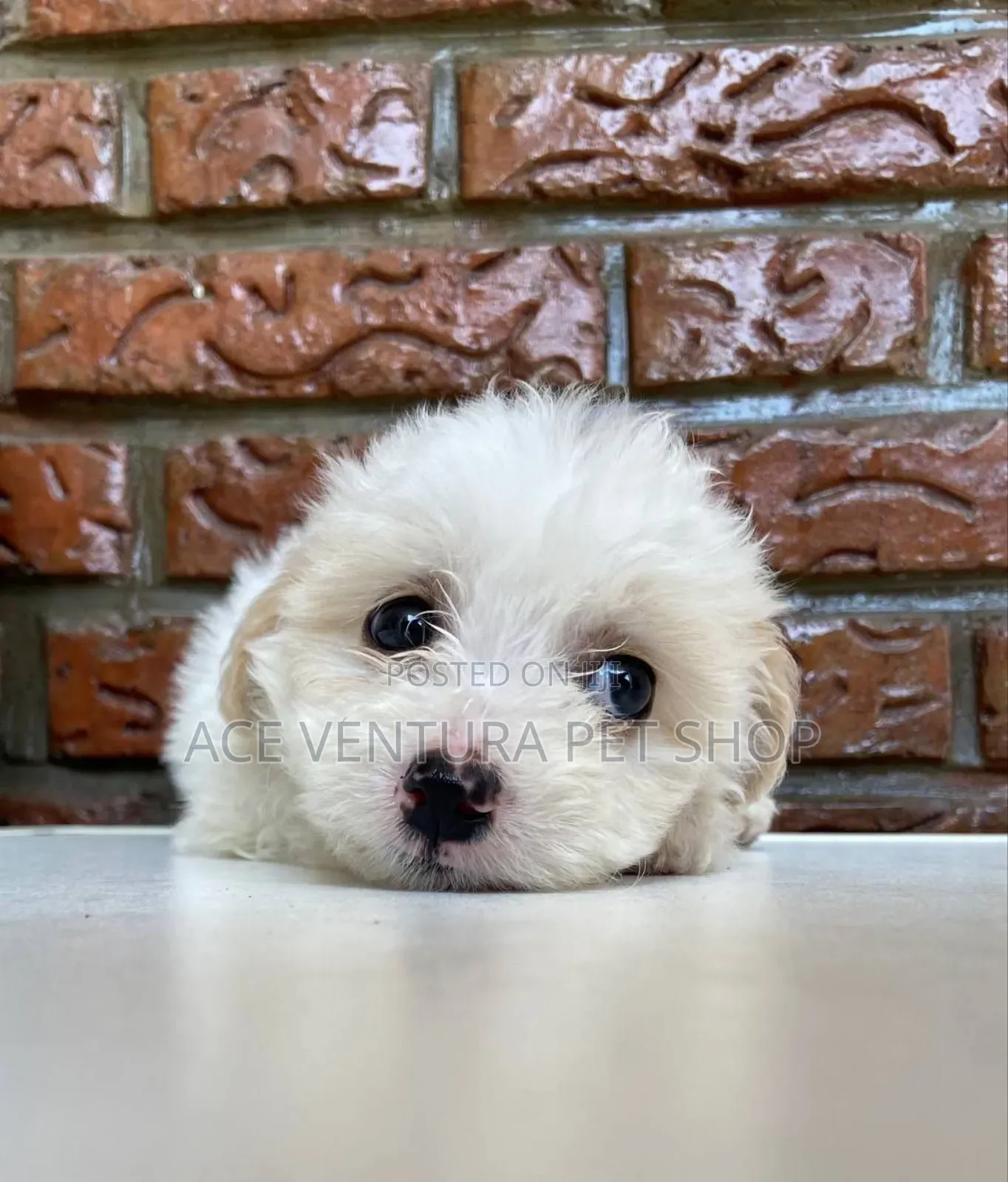 1-3 months Male Purebred Maltese