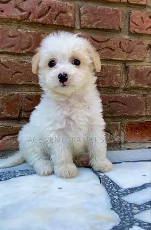 1-3 months Male Purebred Maltese