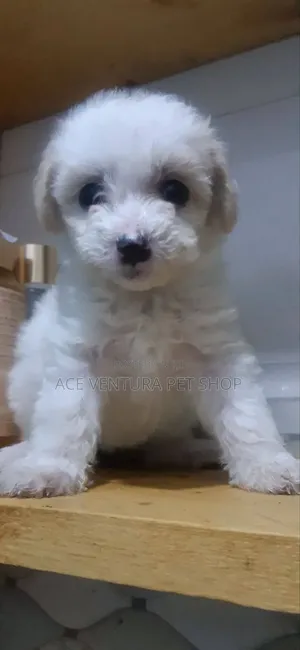 1-3 months Male Purebred Maltese