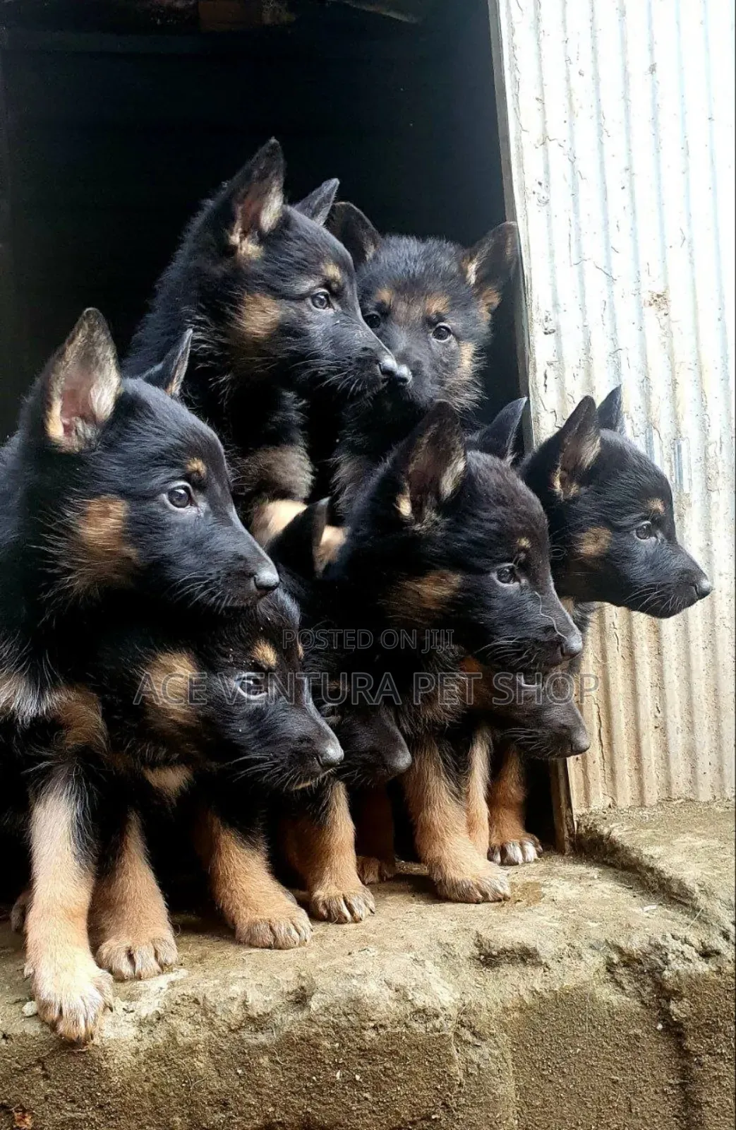 1-3 months Male Purebred German Shepherd