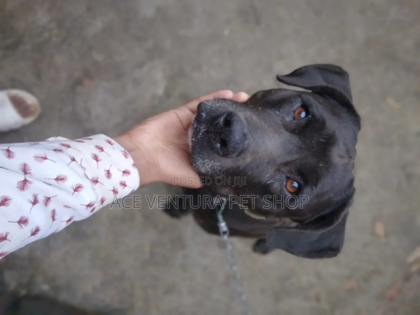 1-3 months Male Purebred American Pit Bull Terrier