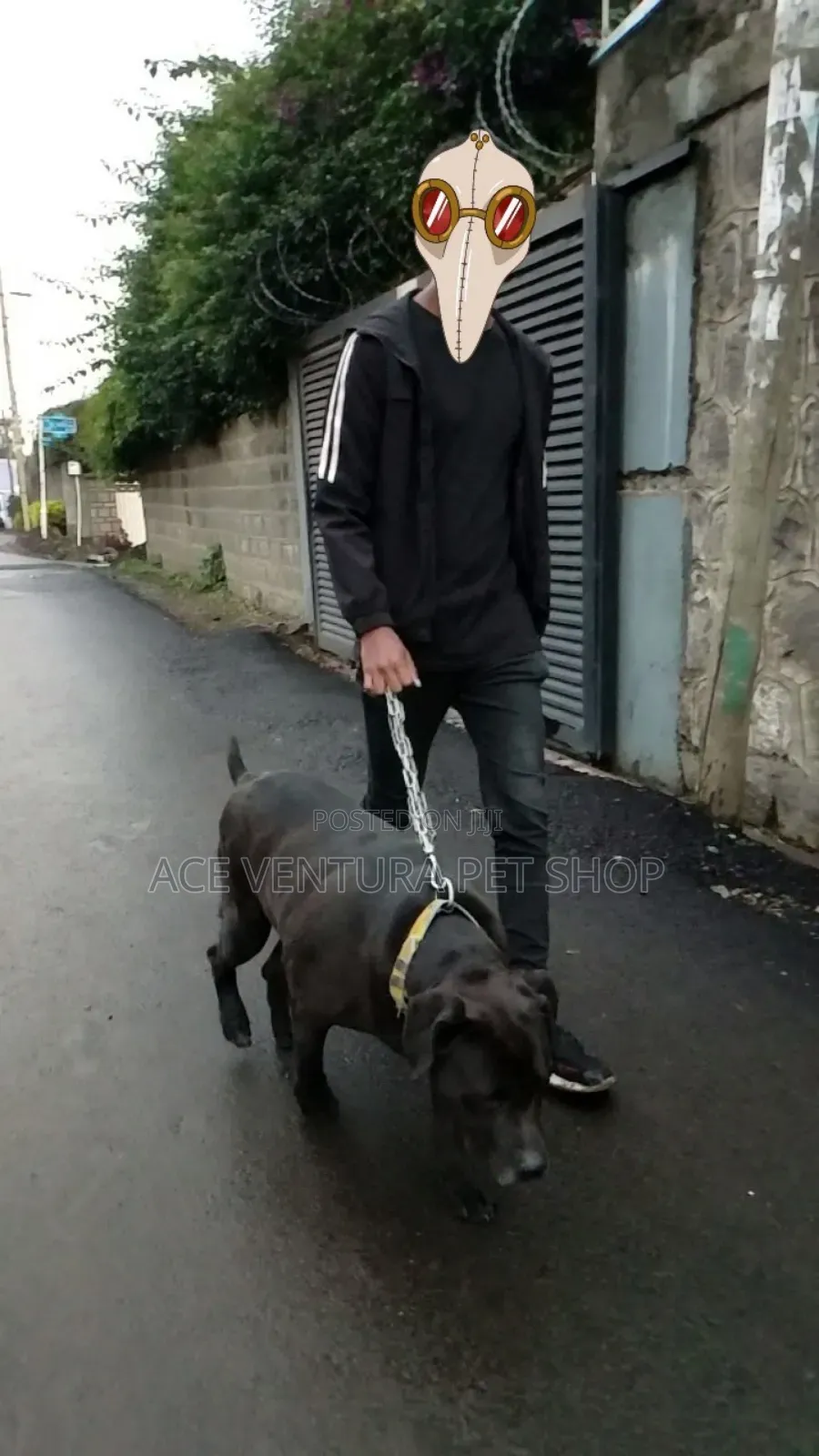 1-3 months Male Purebred American Pit Bull Terrier