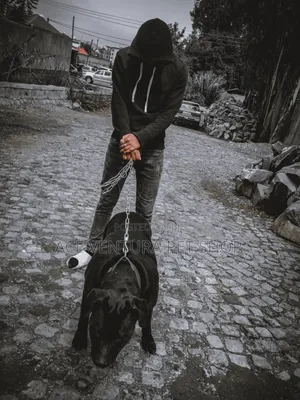 1-3 months Male Purebred American Pit Bull Terrier