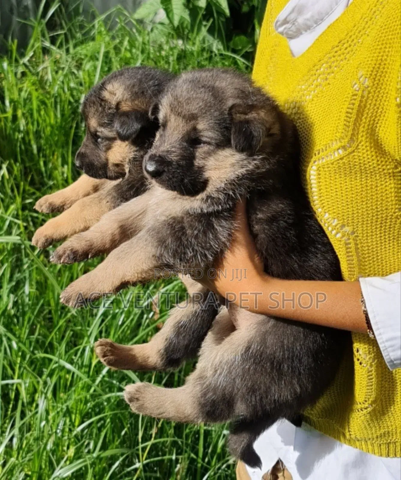 1-3 months Male Purebred German Shepherd