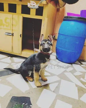 Photo - 1-3 months Male Purebred German Shepherd