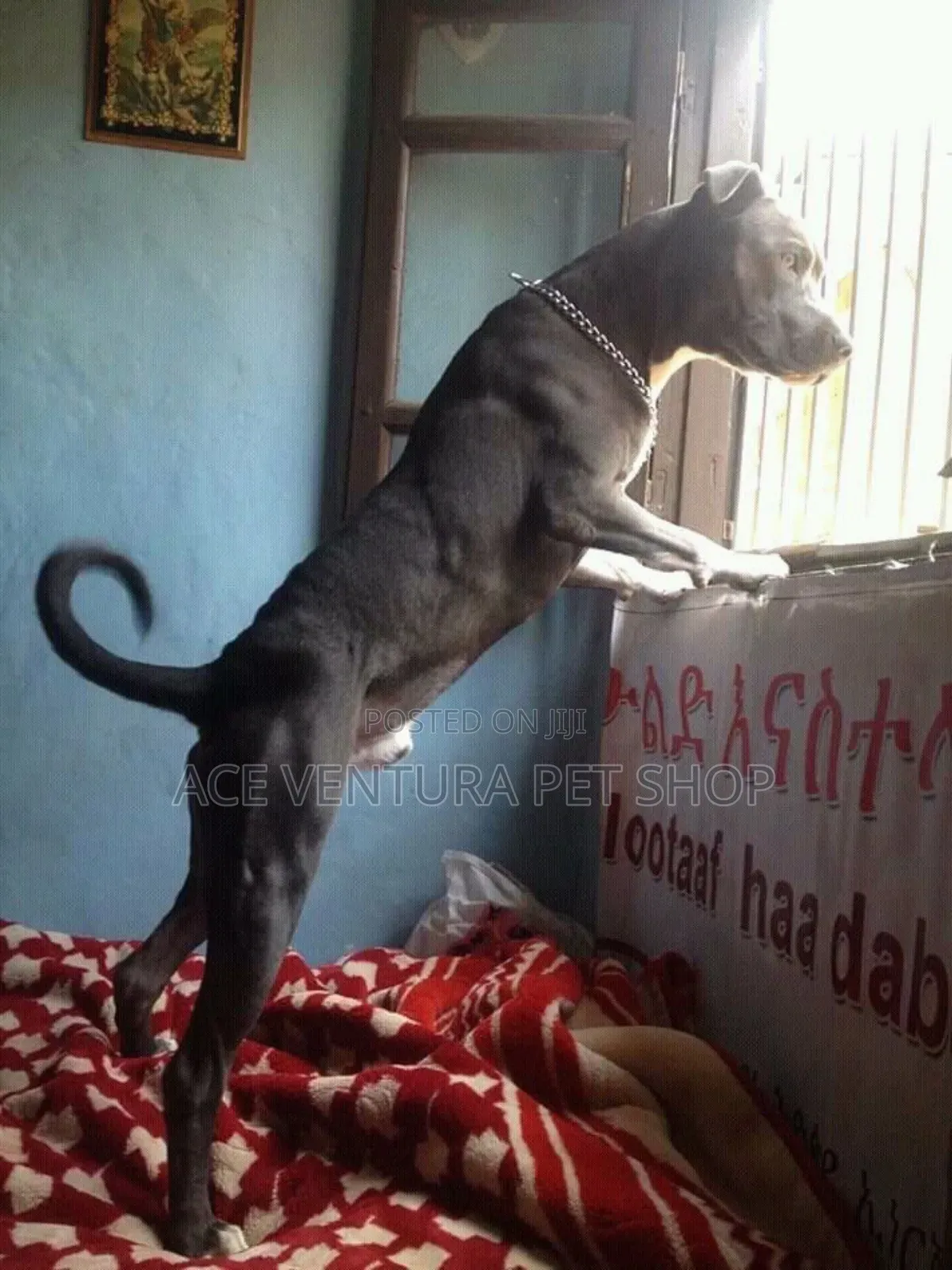 1-3 months Male Purebred Bull Terrier