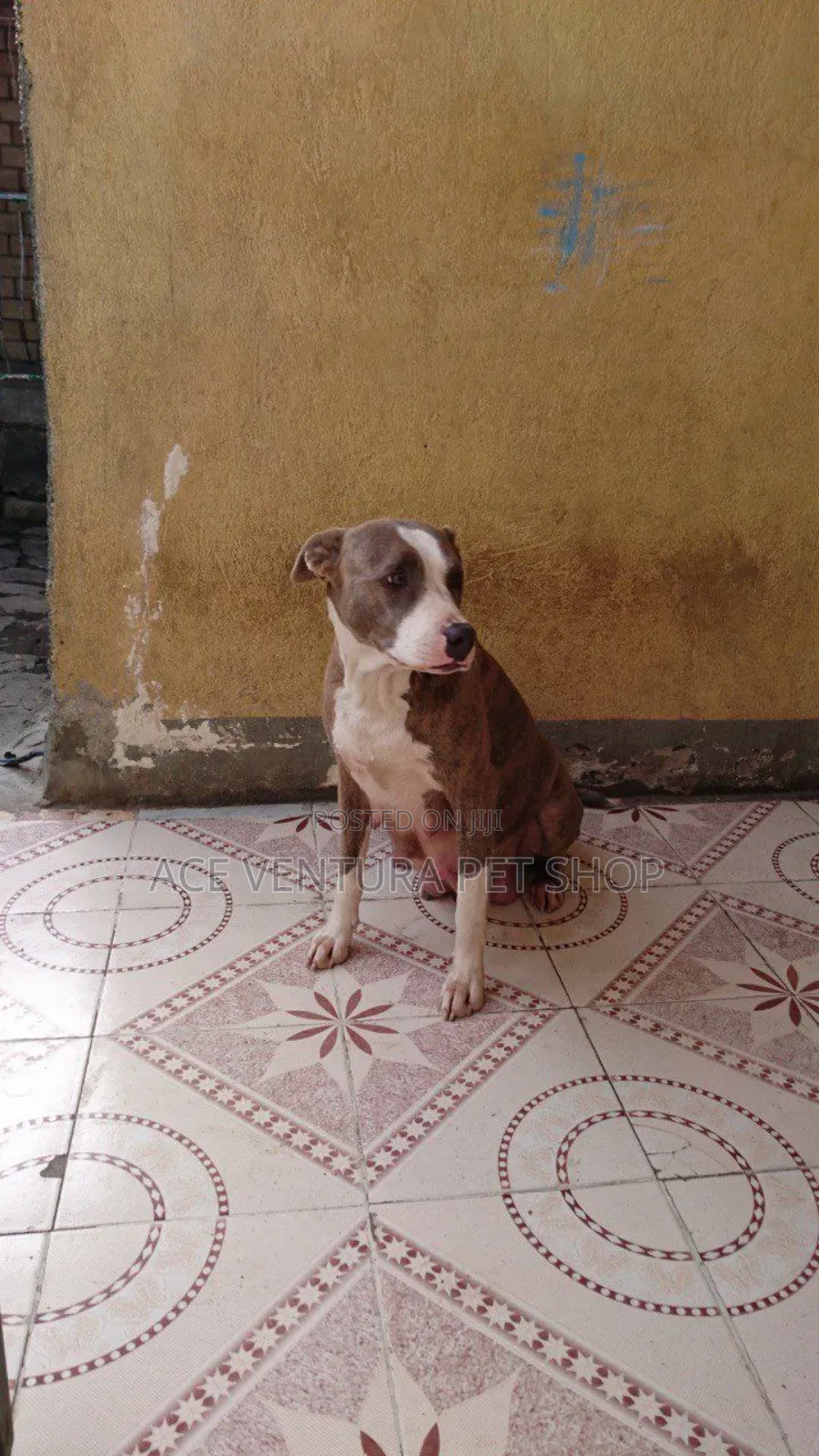 1-3 months Male Purebred Bull Terrier