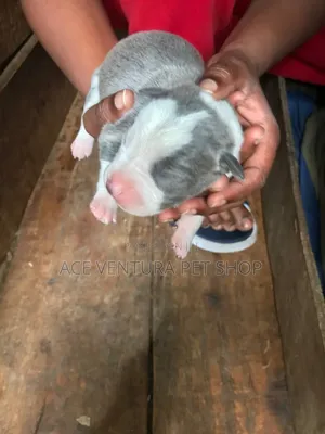 1-3 months Male Purebred Bull Terrier