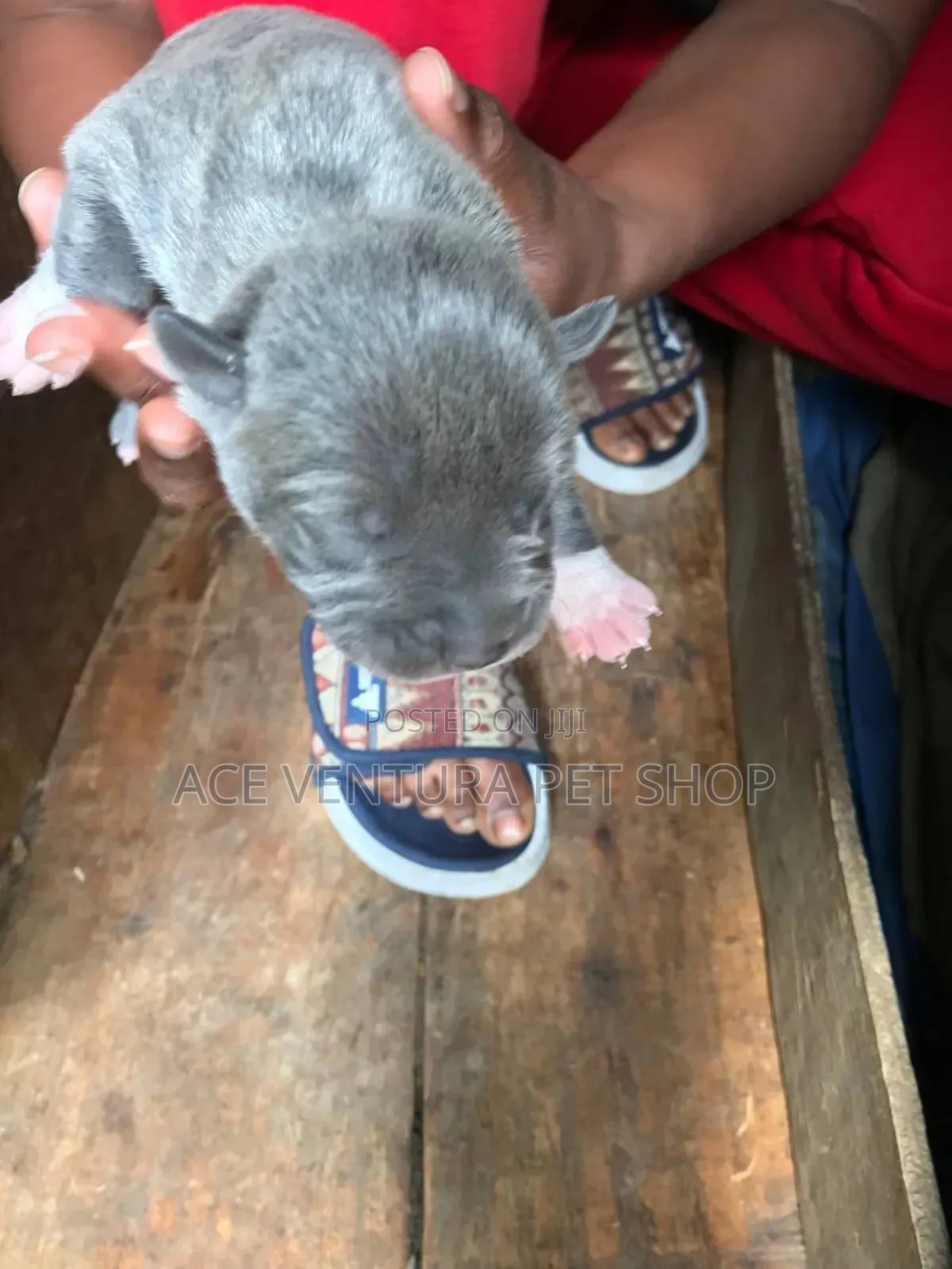 1-3 months Male Purebred Bull Terrier