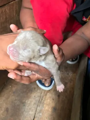 1-3 months Male Purebred Bull Terrier