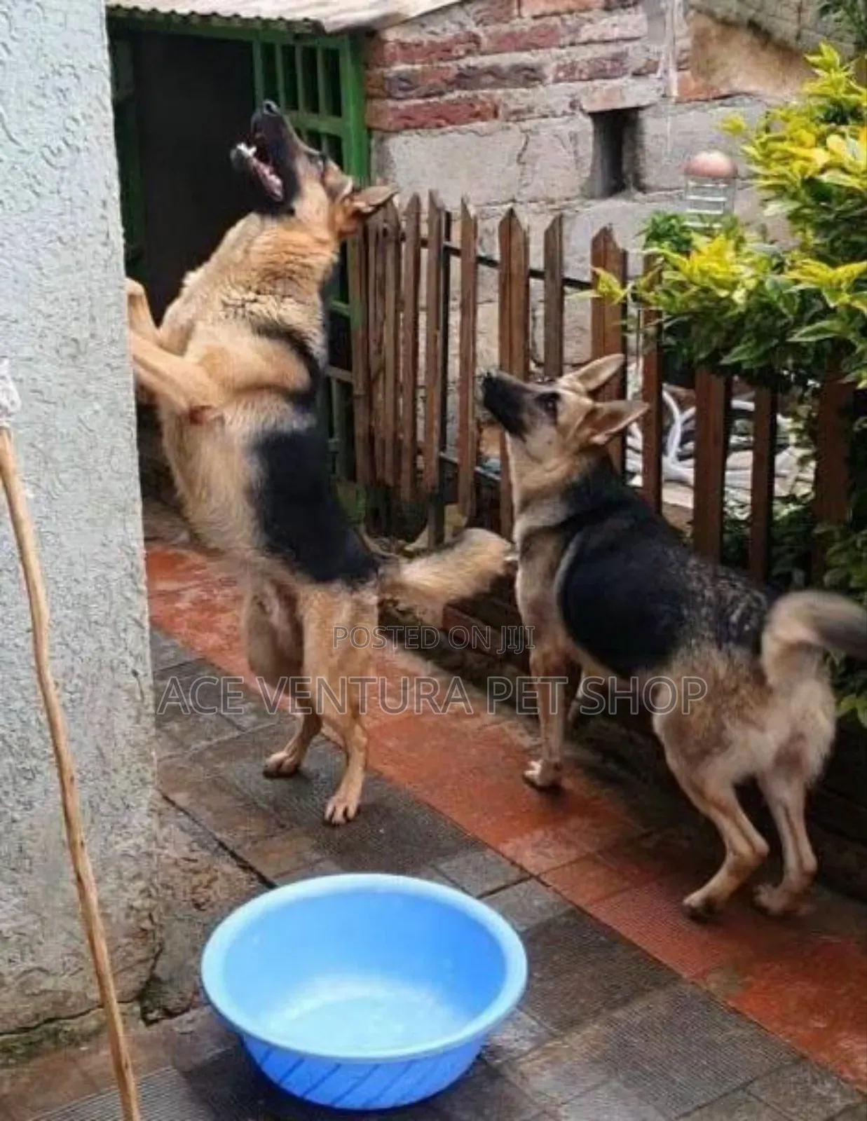 1-3 months Male Purebred German Shepherd