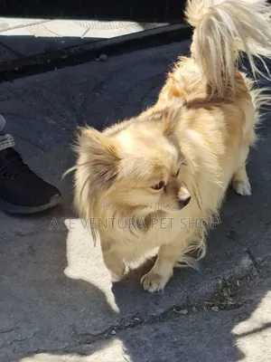 Photo - 1-3 months Male Purebred Pomeranian