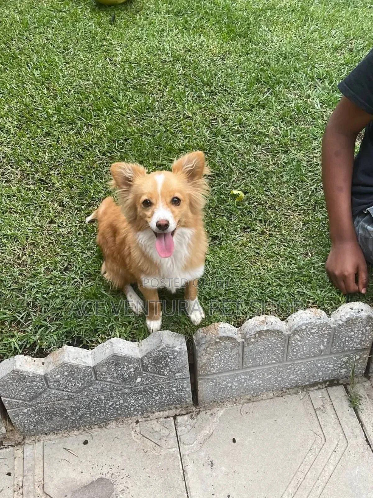 1-3 months Male Purebred Pomeranian