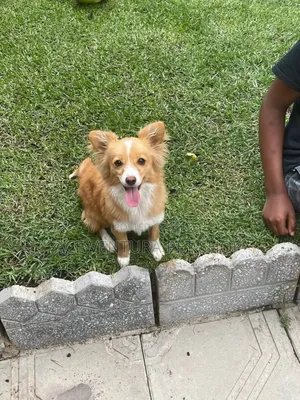 1-3 months Male Purebred Pomeranian