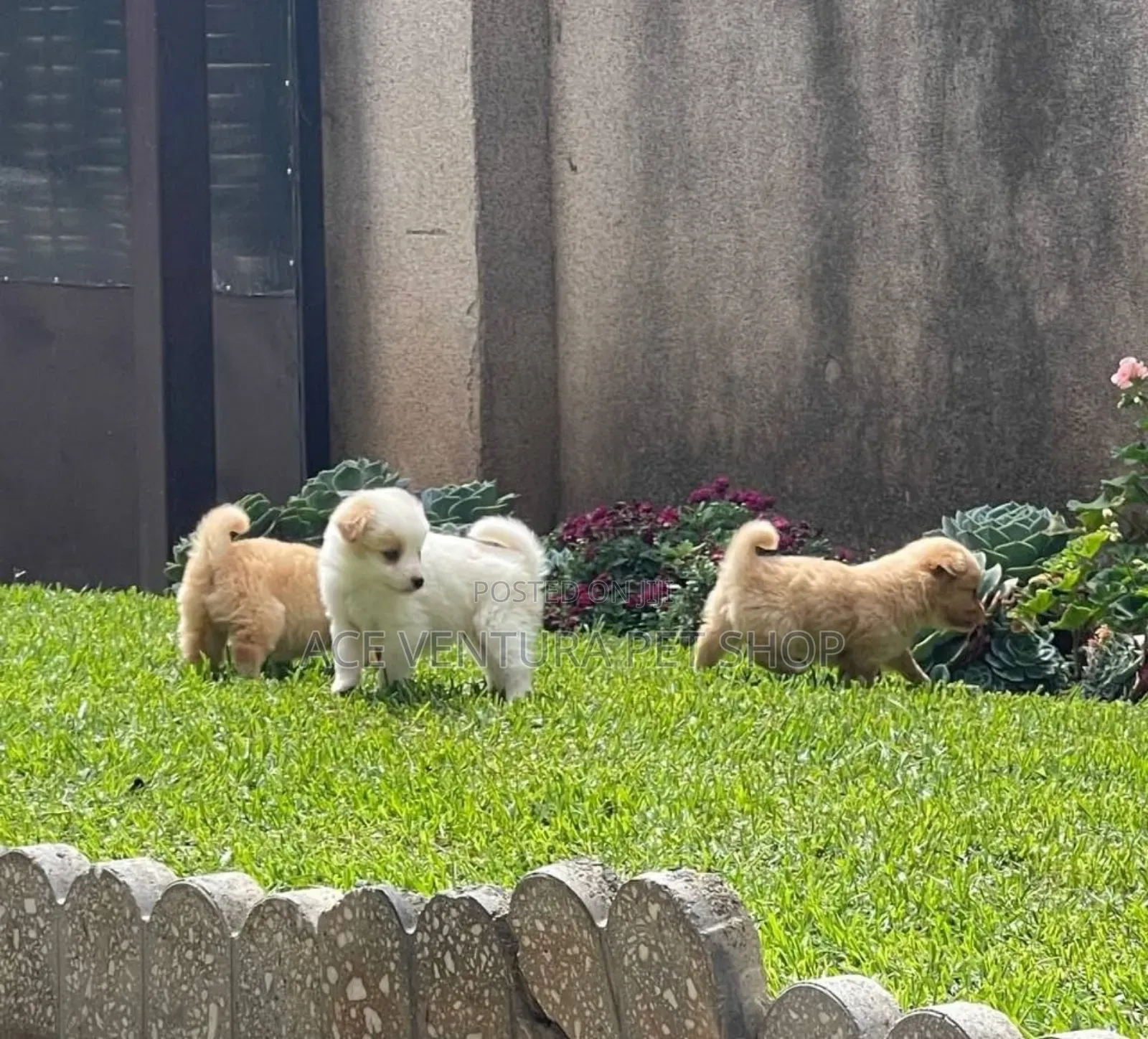 1-3 months Male Purebred Pomeranian