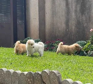 1-3 months Male Purebred Pomeranian