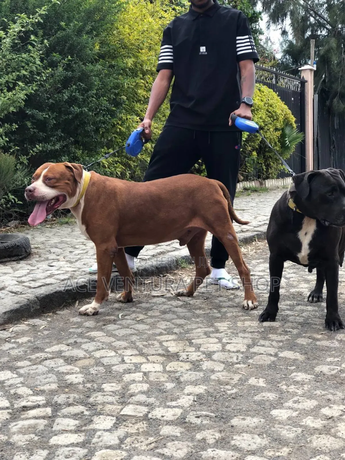 1-3 months Male Purebred American Pit Bull Terrier