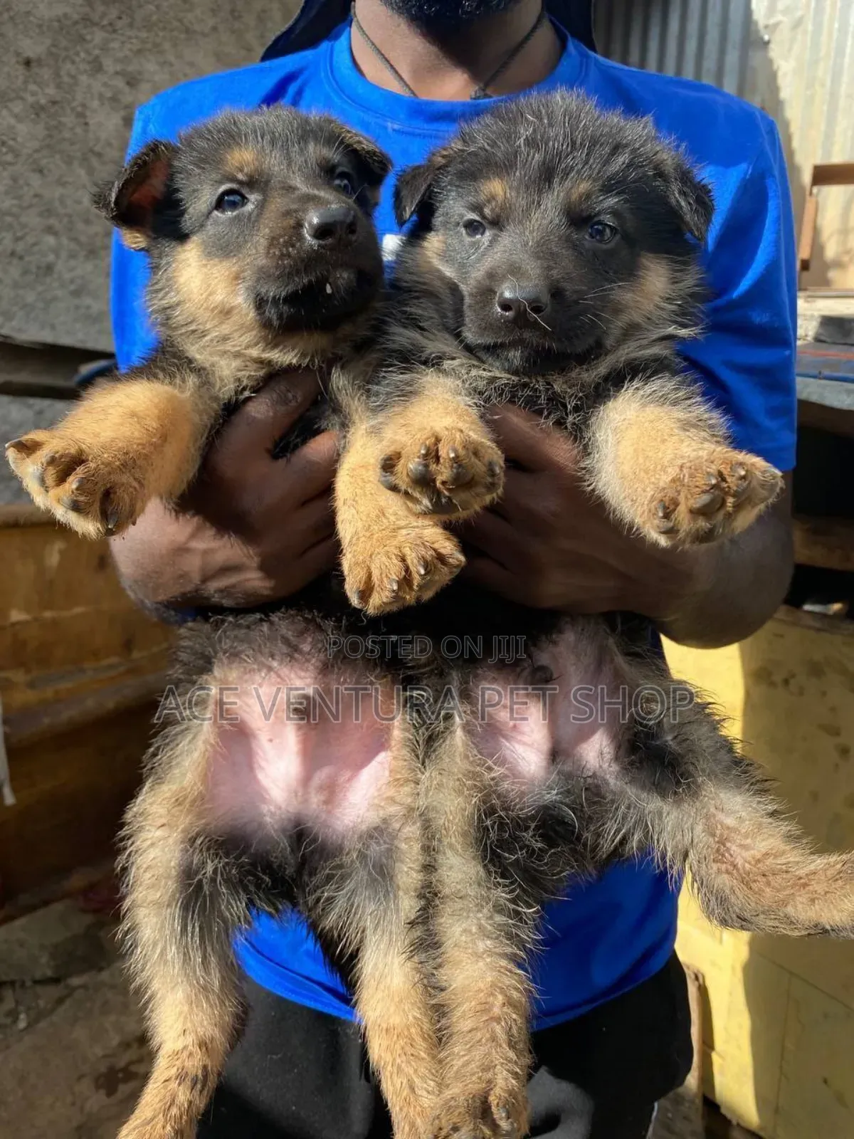 1-3 months Male Purebred German Shepherd