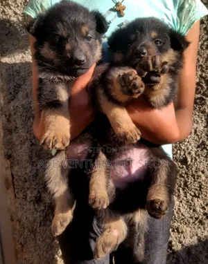 Photo - 1-3 months Male Purebred German Shepherd