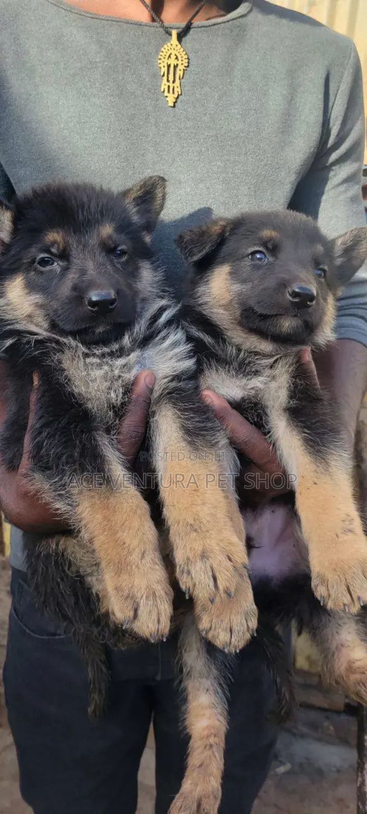 1-3 months Male Purebred German Shepherd