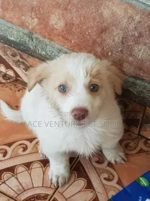 Photo - 1-3 months Male Purebred Maltese