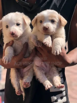 Photo - 1-3 months Male Purebred German Shepherd