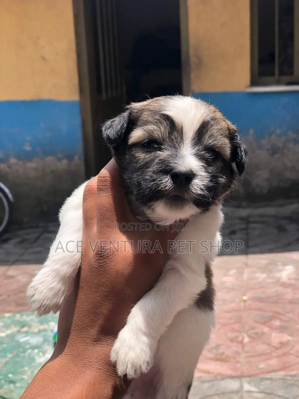 1-3 months Male Purebred Maltese