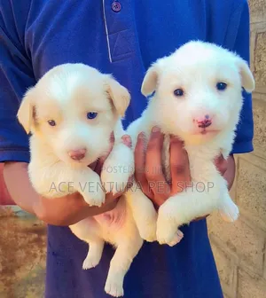 Photo - 1-3 months Male Purebred Maltese