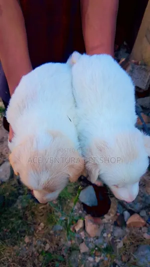 1-3 months Male Purebred Maltese