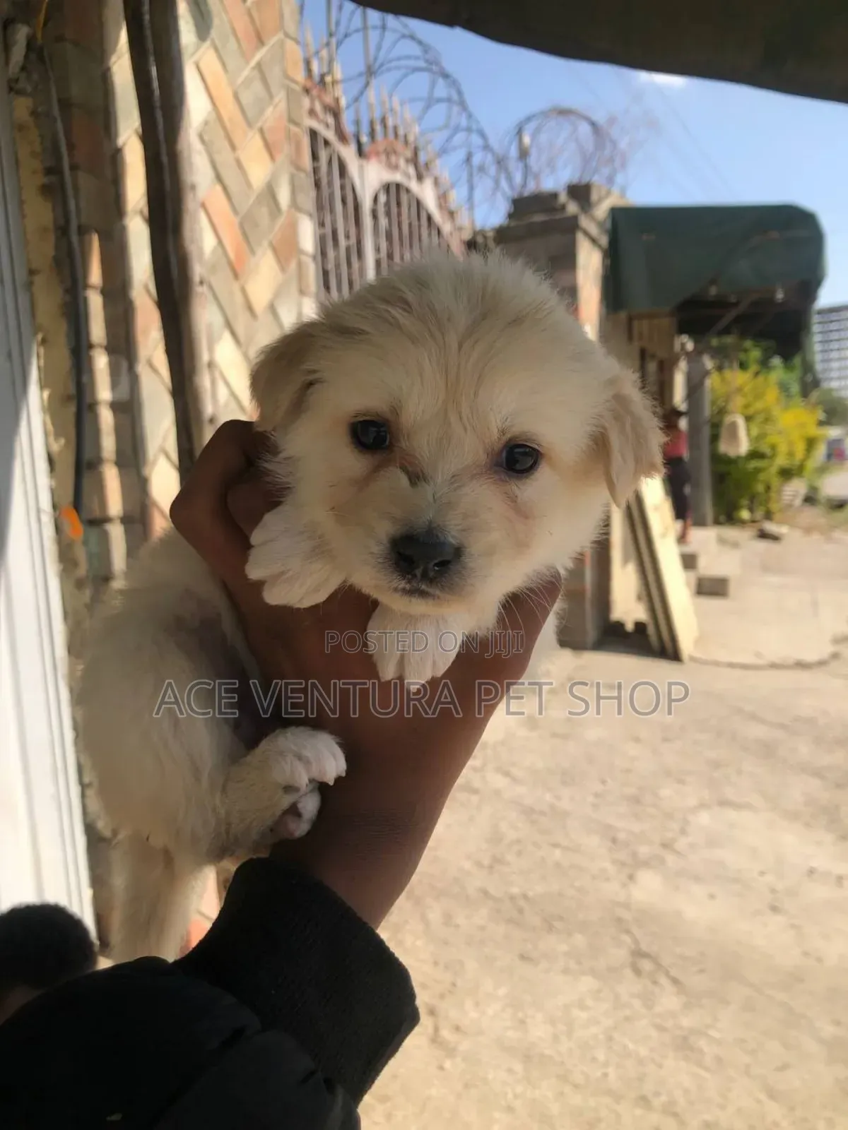 1-3 months Male Purebred Maltese