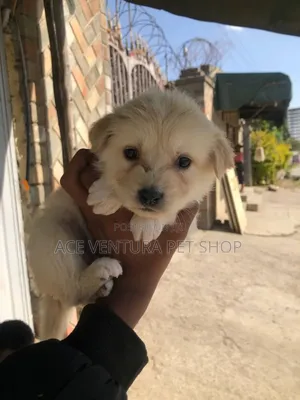 Photo - 1-3 months Male Purebred Maltese