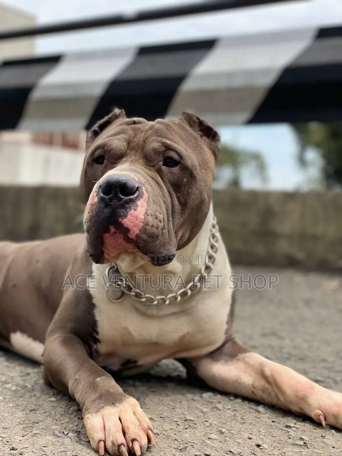 1-3 months Male Purebred American Pit Bull Terrier