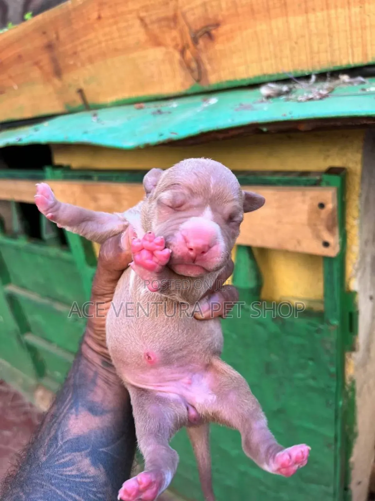 1-3 months Male Purebred American Pit Bull Terrier