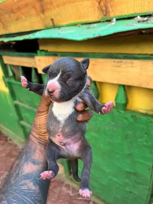 1-3 months Male Purebred American Pit Bull Terrier