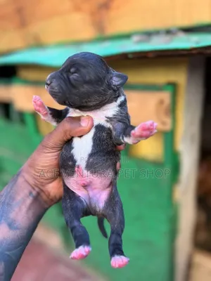 1-3 months Male Purebred American Pit Bull Terrier