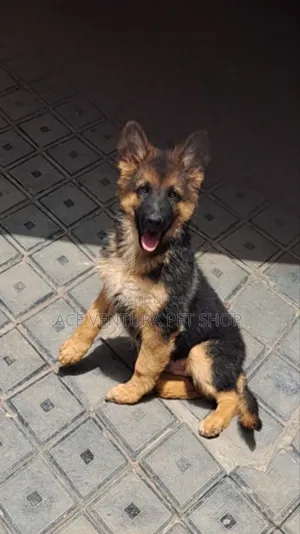 Photo - 1-3 months Male Purebred German Shepherd