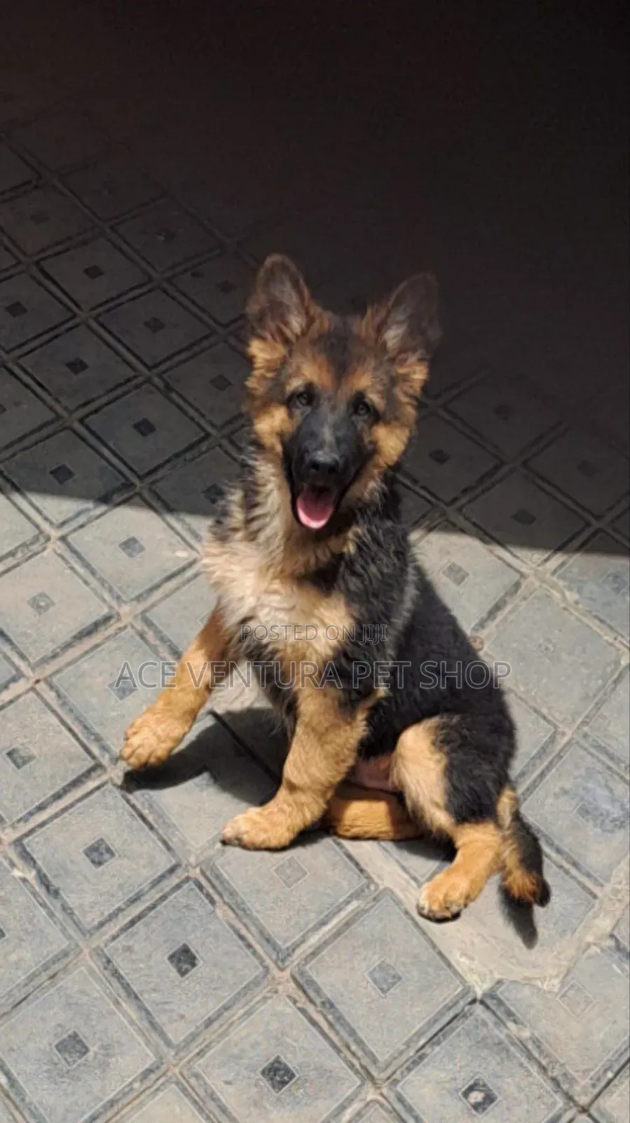 1-3 months Male Purebred German Shepherd