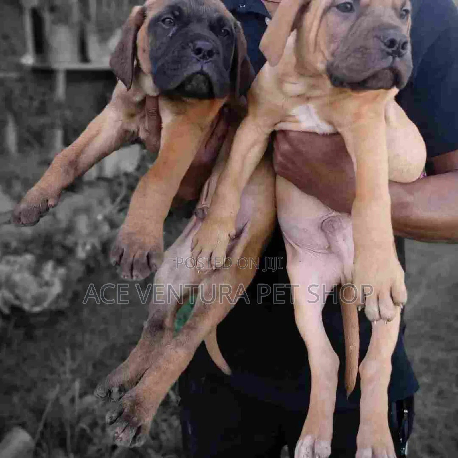 1-3 months Male Purebred Bullmastiff