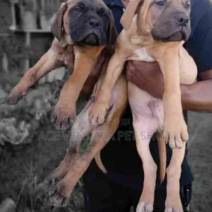 Photo - 1-3 months Male Purebred Bullmastiff